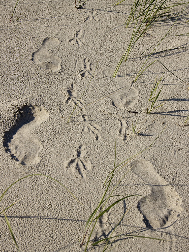 Strandläufer