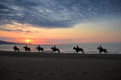 Strandläufer