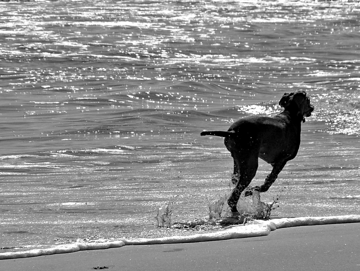 - Strandläufer -