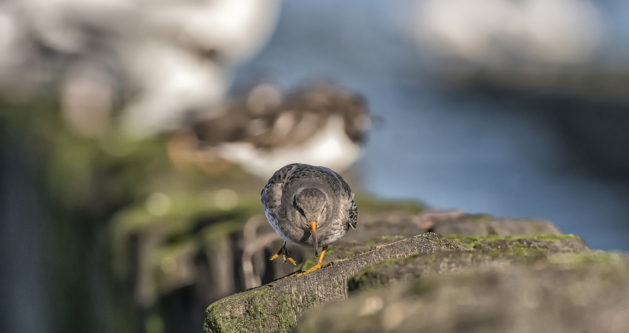 Strandläufer