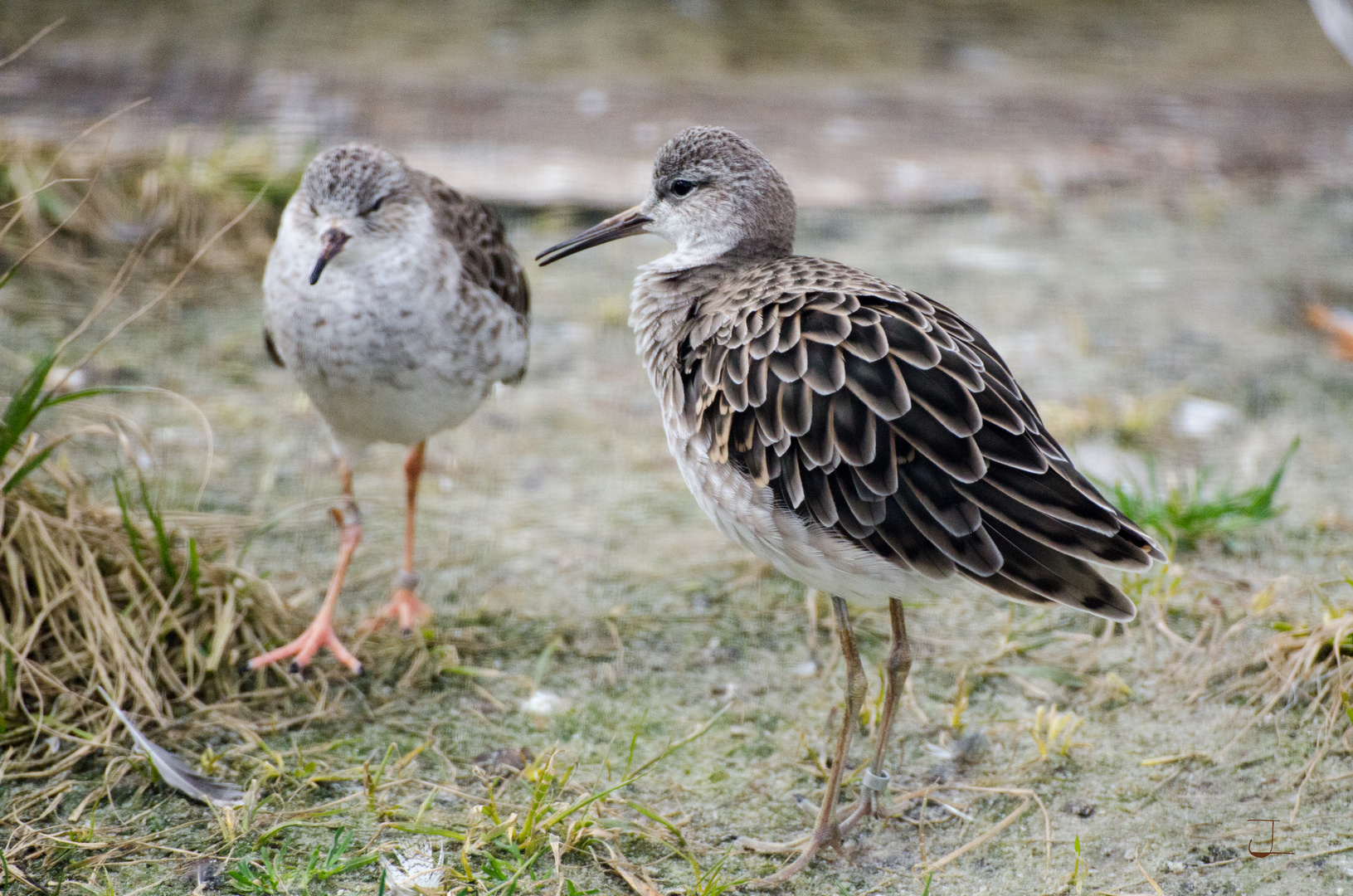 Strandläufer