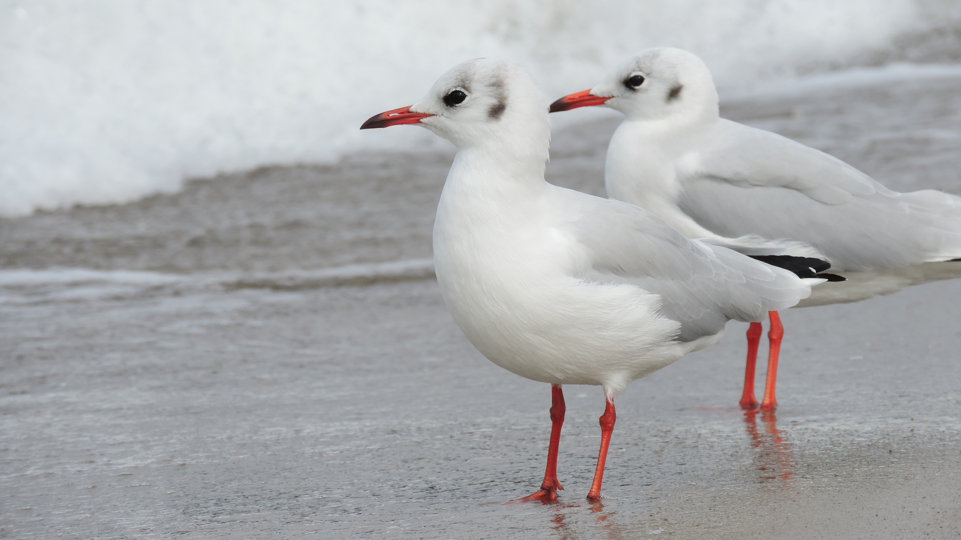 Strandläufer