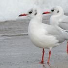 Strandläufer