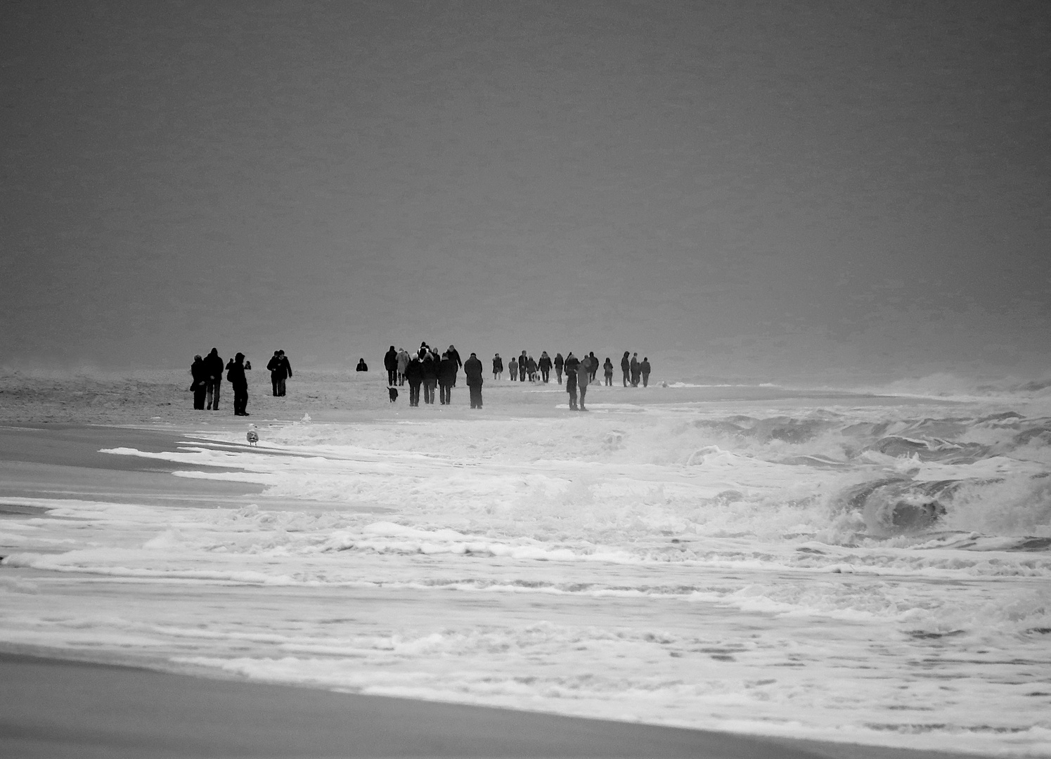 Strandläufer