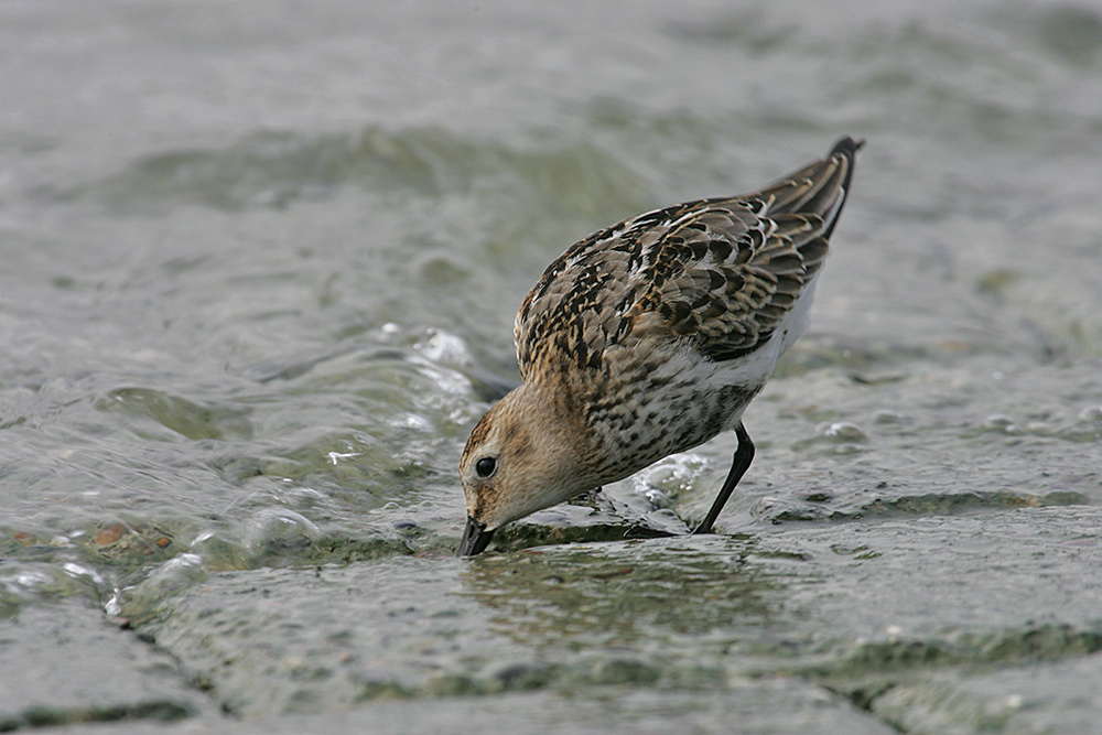 Strandläufer