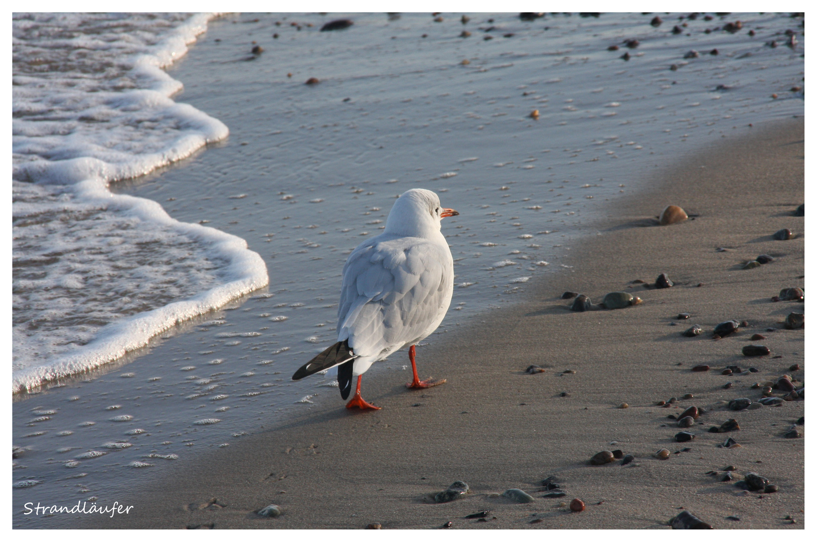 Strandläufer