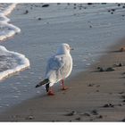 Strandläufer