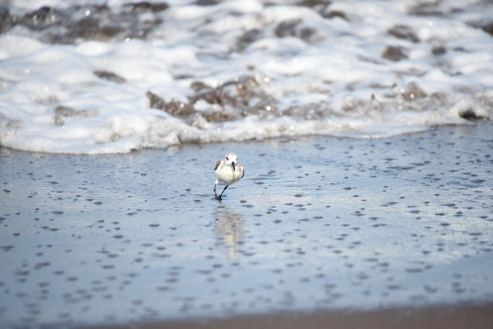 Strandläufer