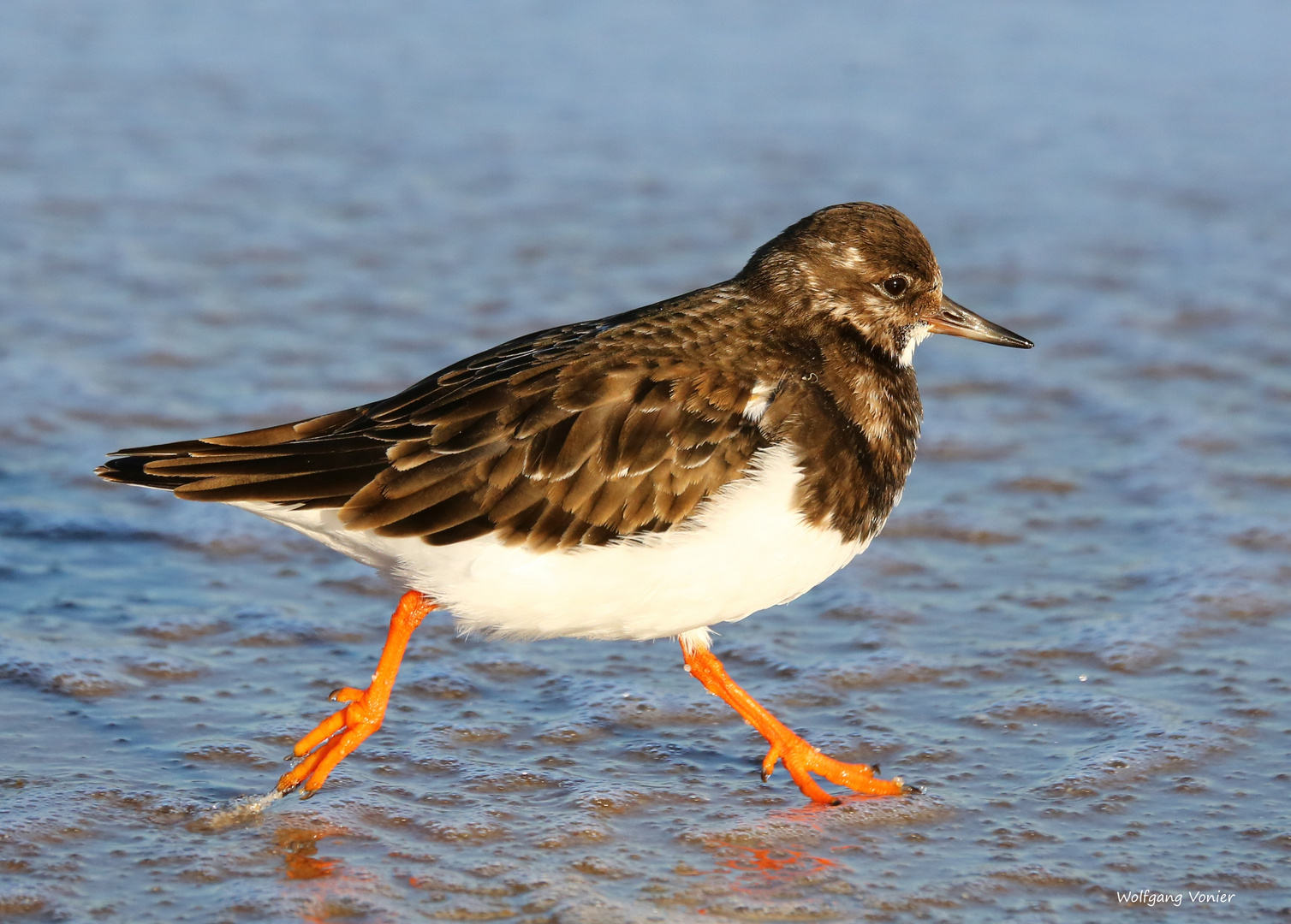 Strandläufer