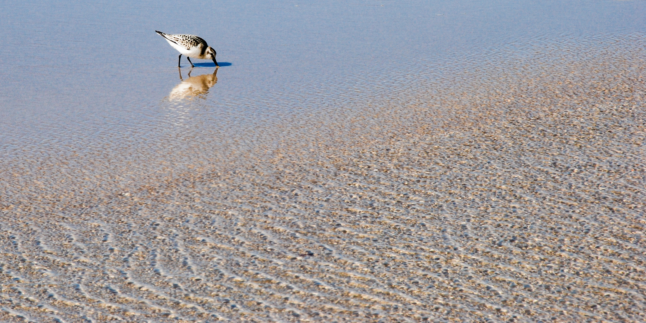 Strandläufer