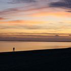 strandläufer