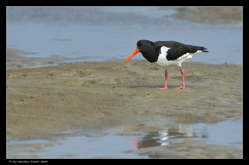 Strandläufer....