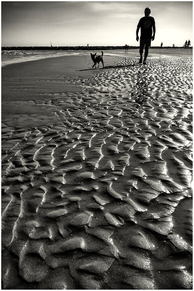 Strandläufer