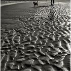 Strandläufer