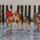 Strandläufer :))))