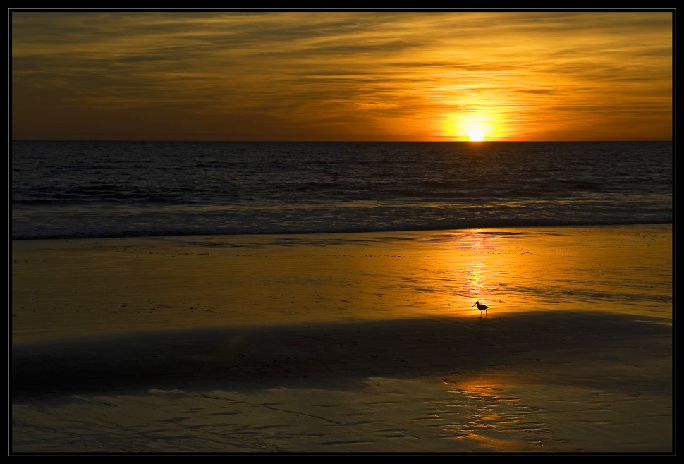 Strandläufer