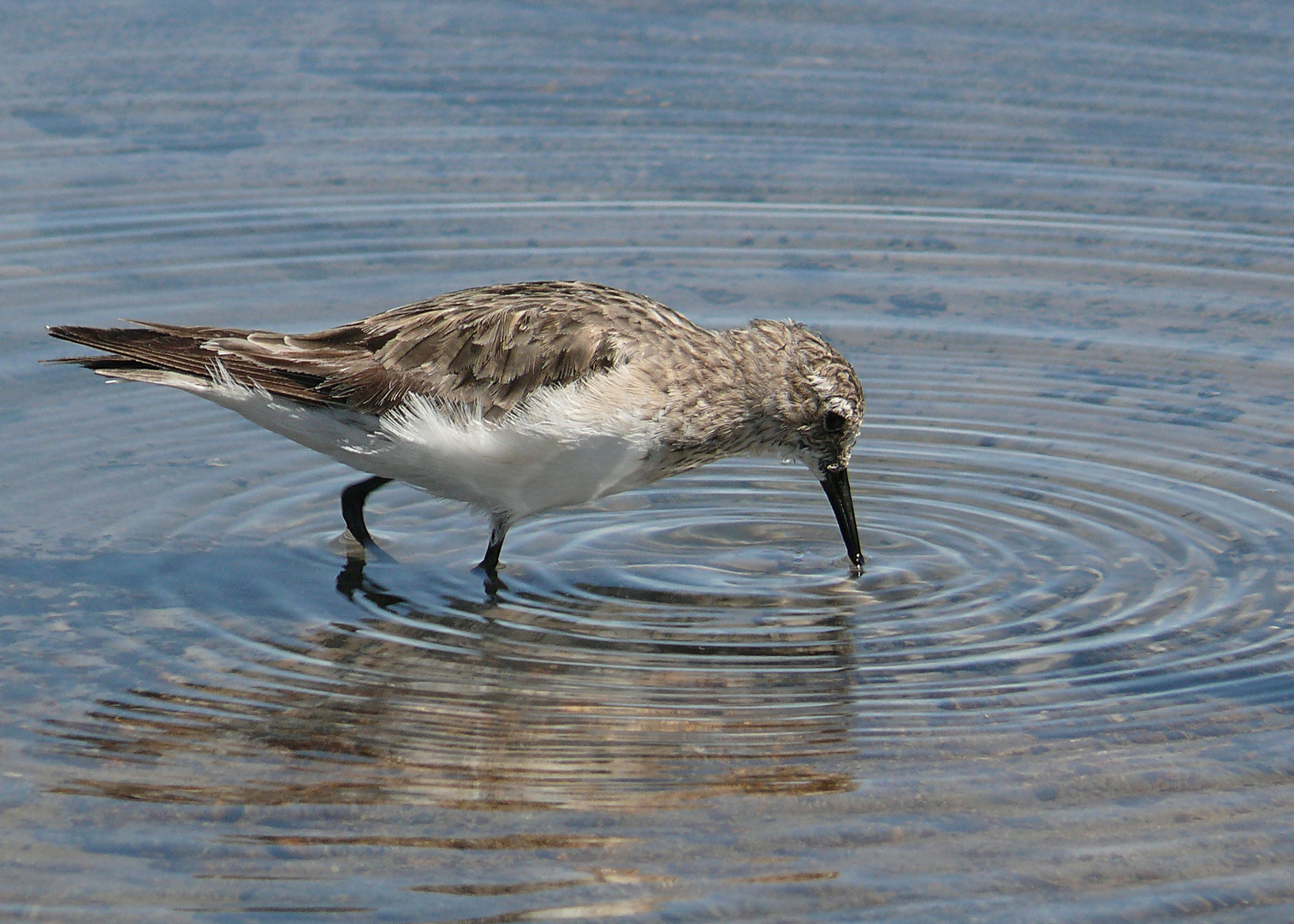 Strandläufer