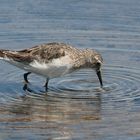 Strandläufer