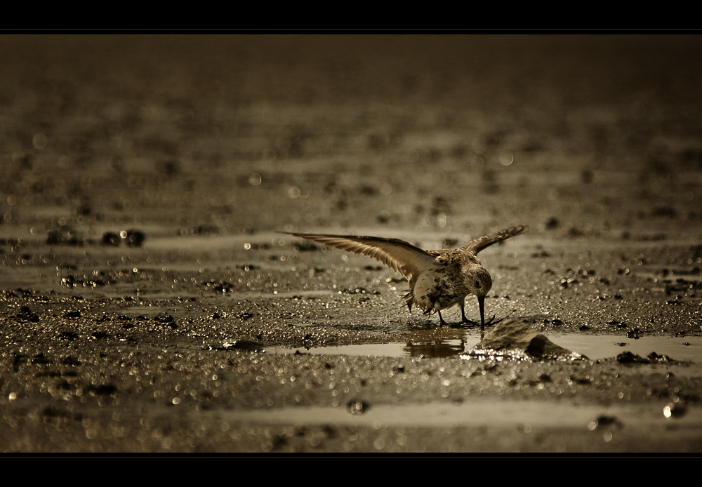 Strandläufer