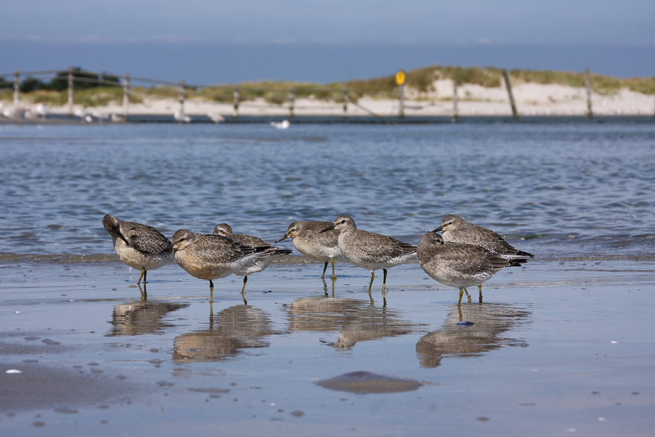 Strandläufer