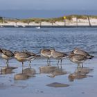 Strandläufer