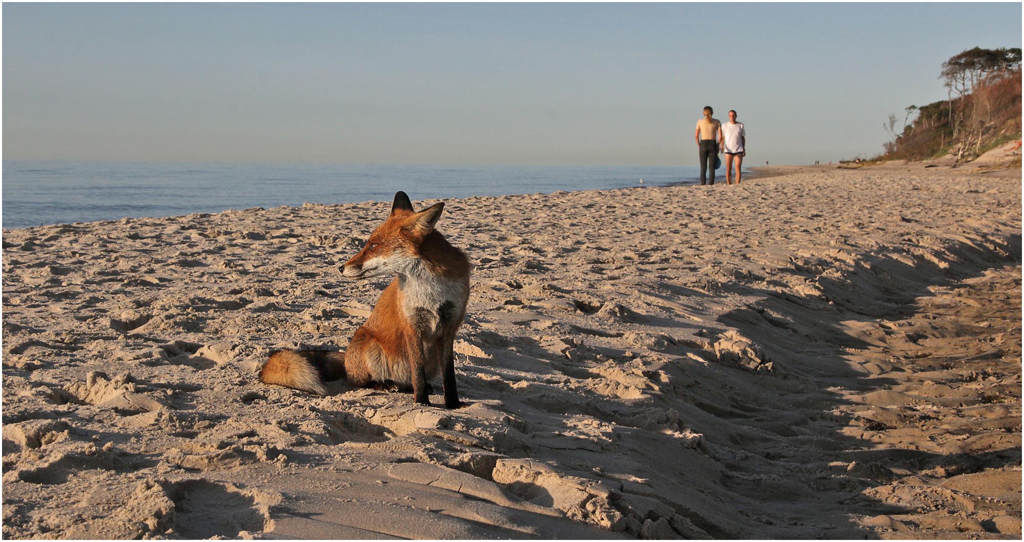 Strandläufer ...