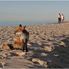 Strandläufer ...