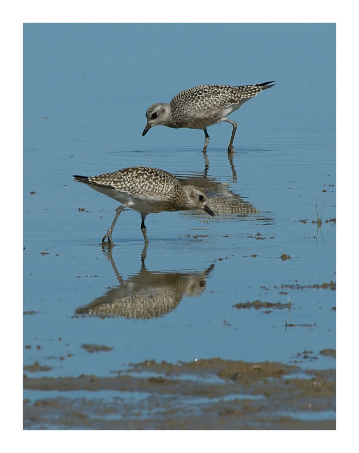 Strandläufer