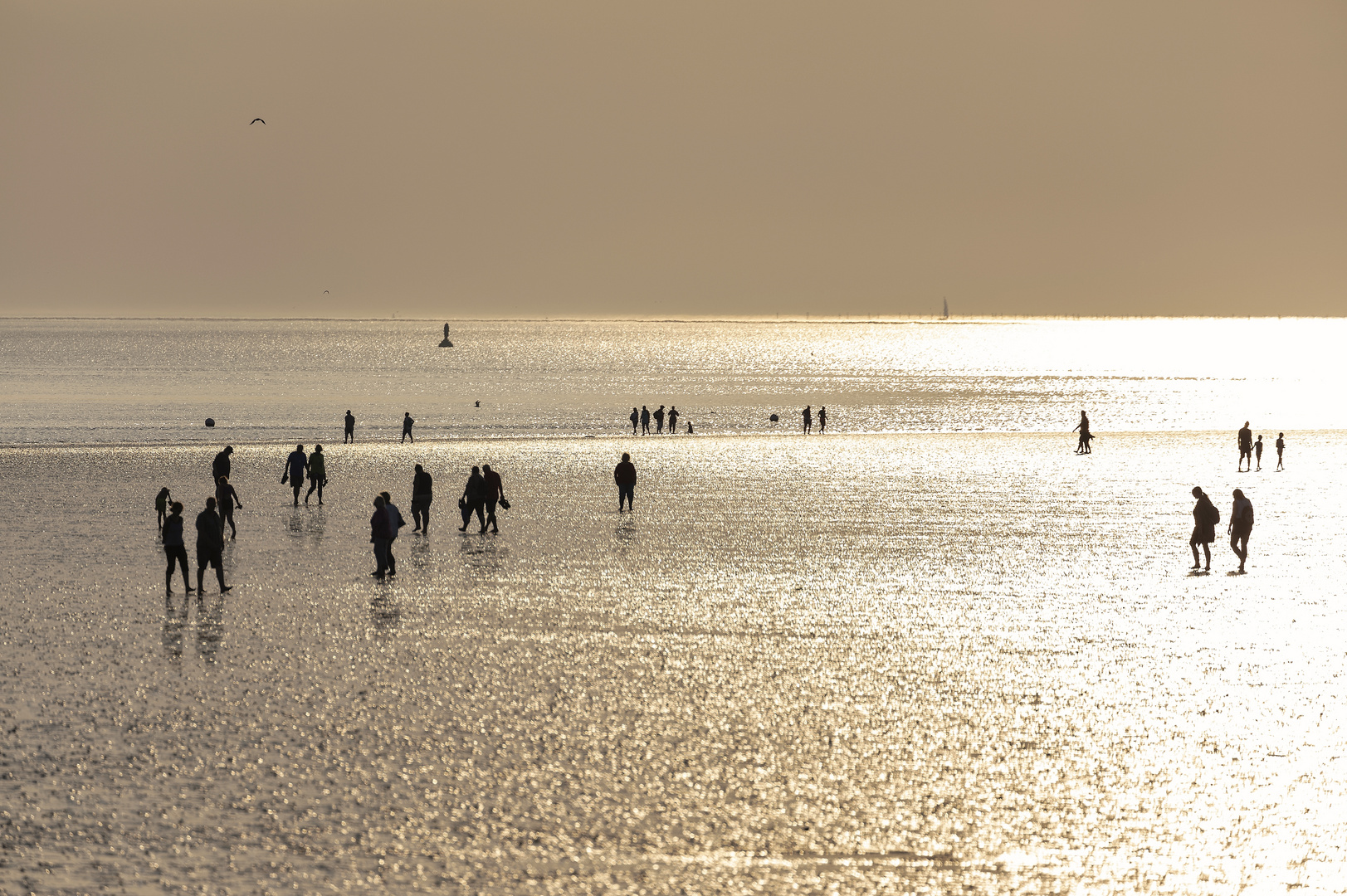 Strandläufer **