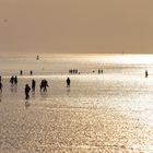 Strandläufer **