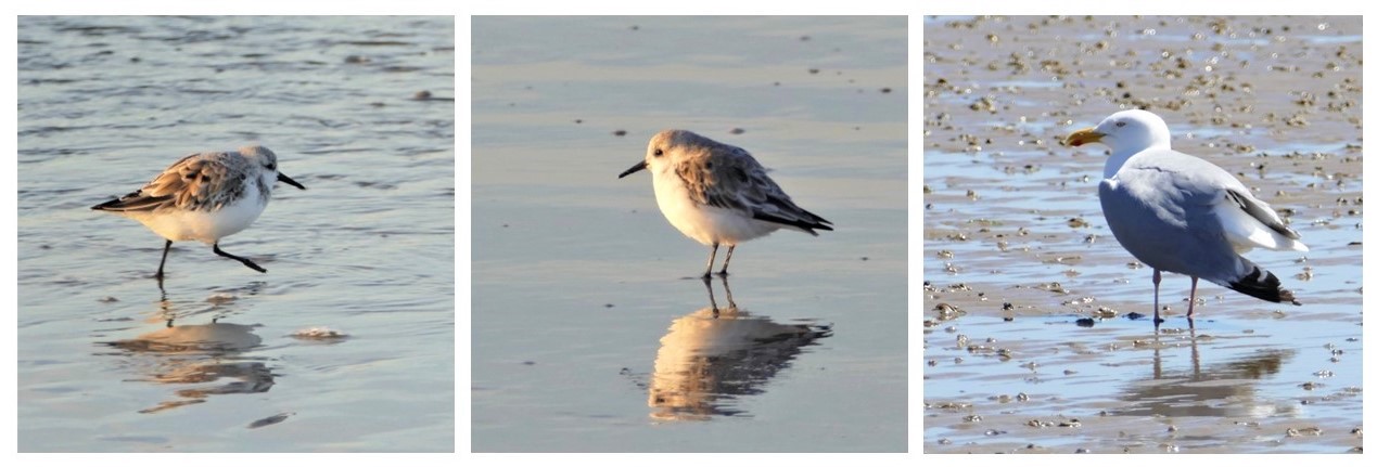 Strandläufer