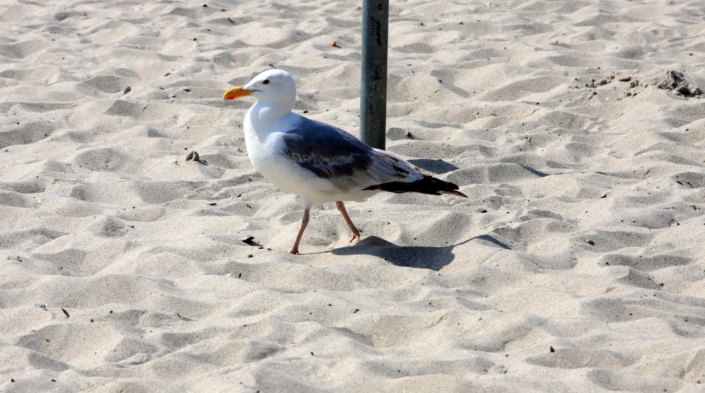 Strandläufer