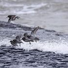 Strandläufer