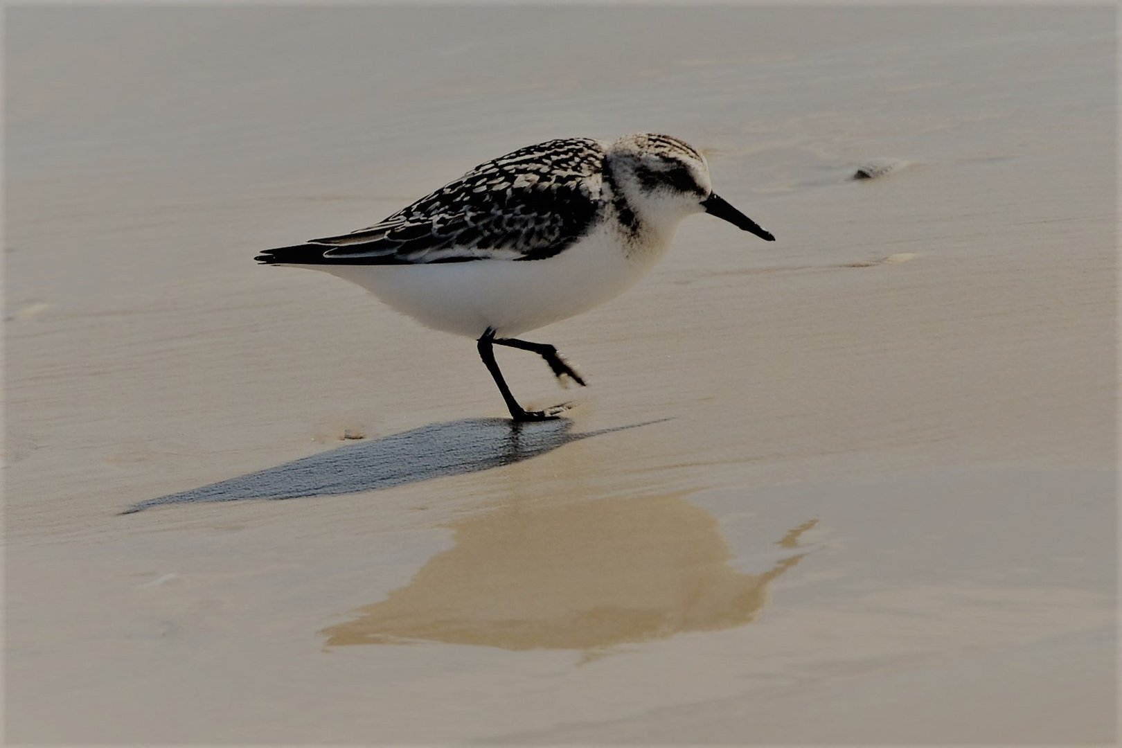 Strandläufer Foto & Bild meer, natur, tiere Bilder auf