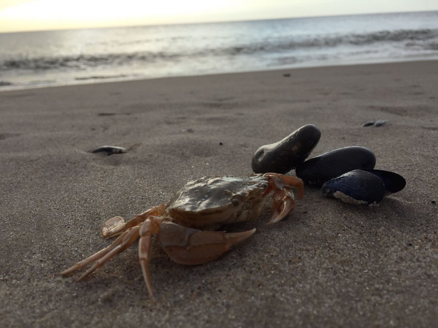 Strandläufer