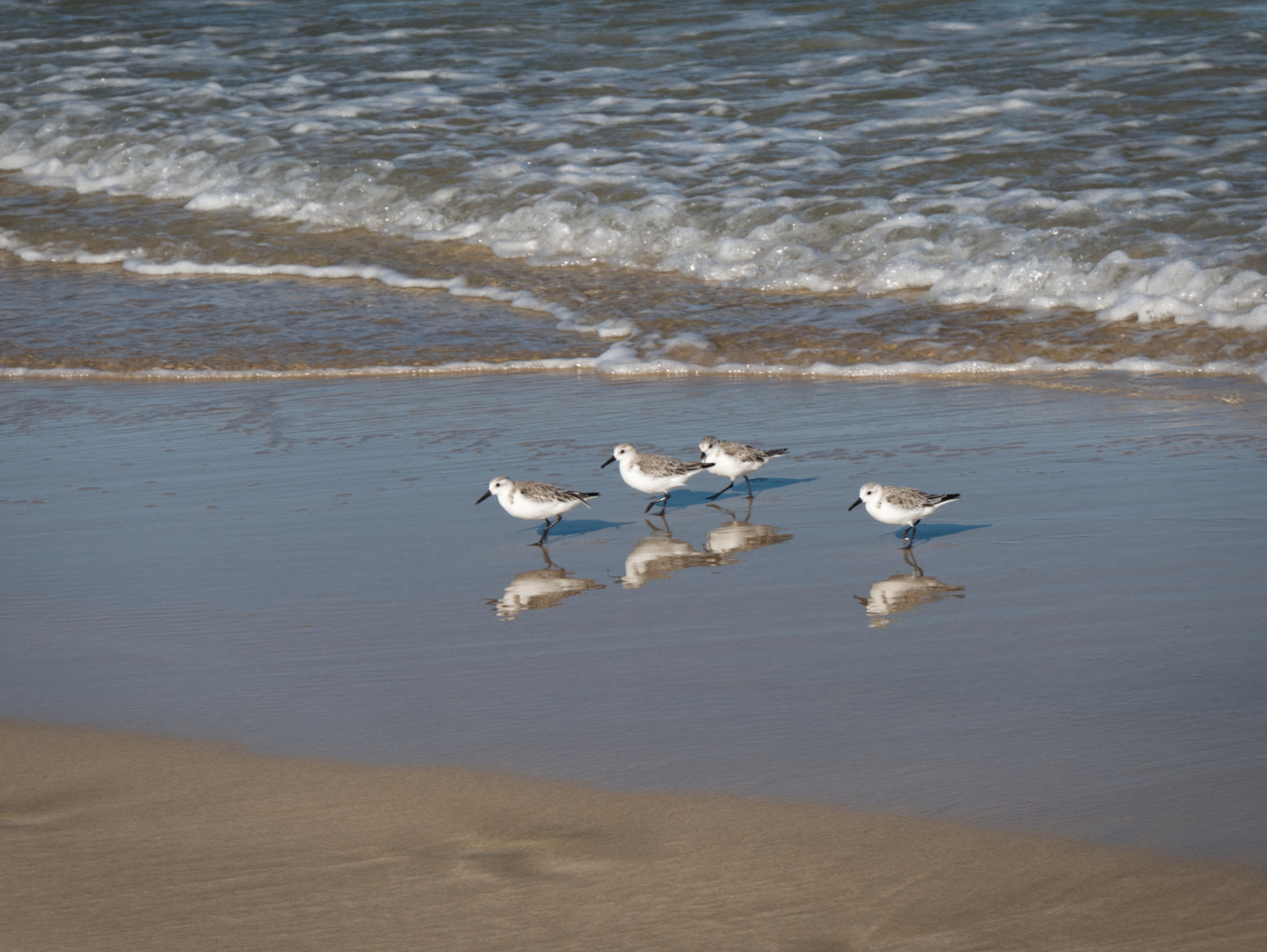 Strandläufer