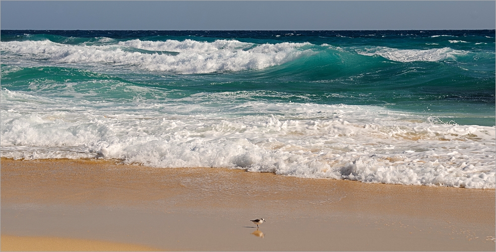 *Strandläufer*