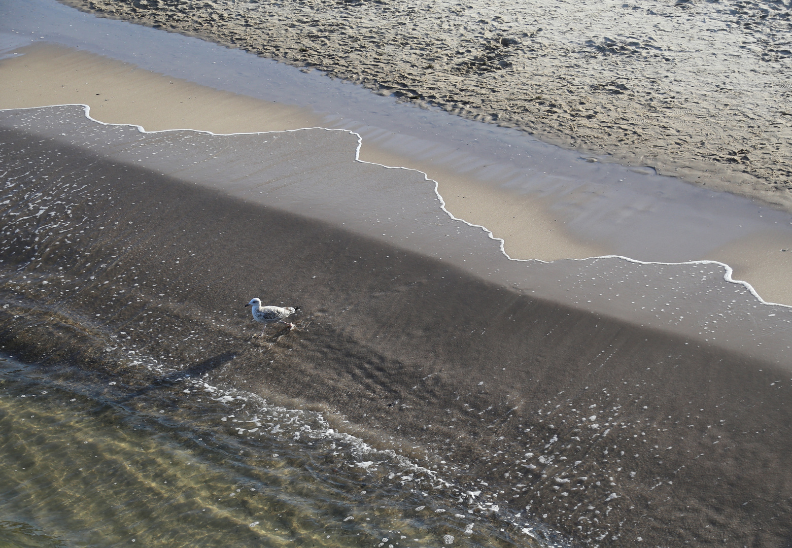 Strandläufer