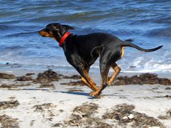 ...Strandläufer..