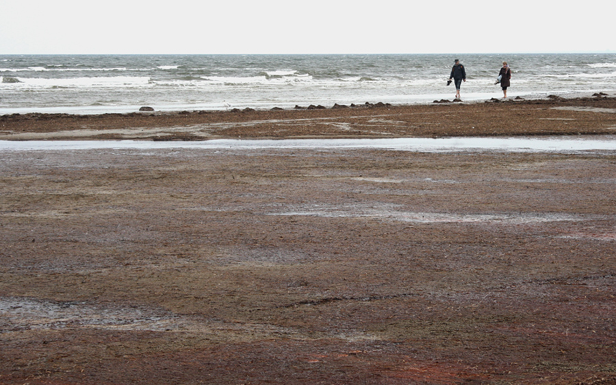 " Strandläufer "