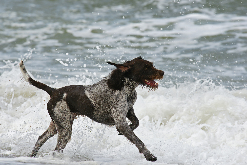 Strandläufer