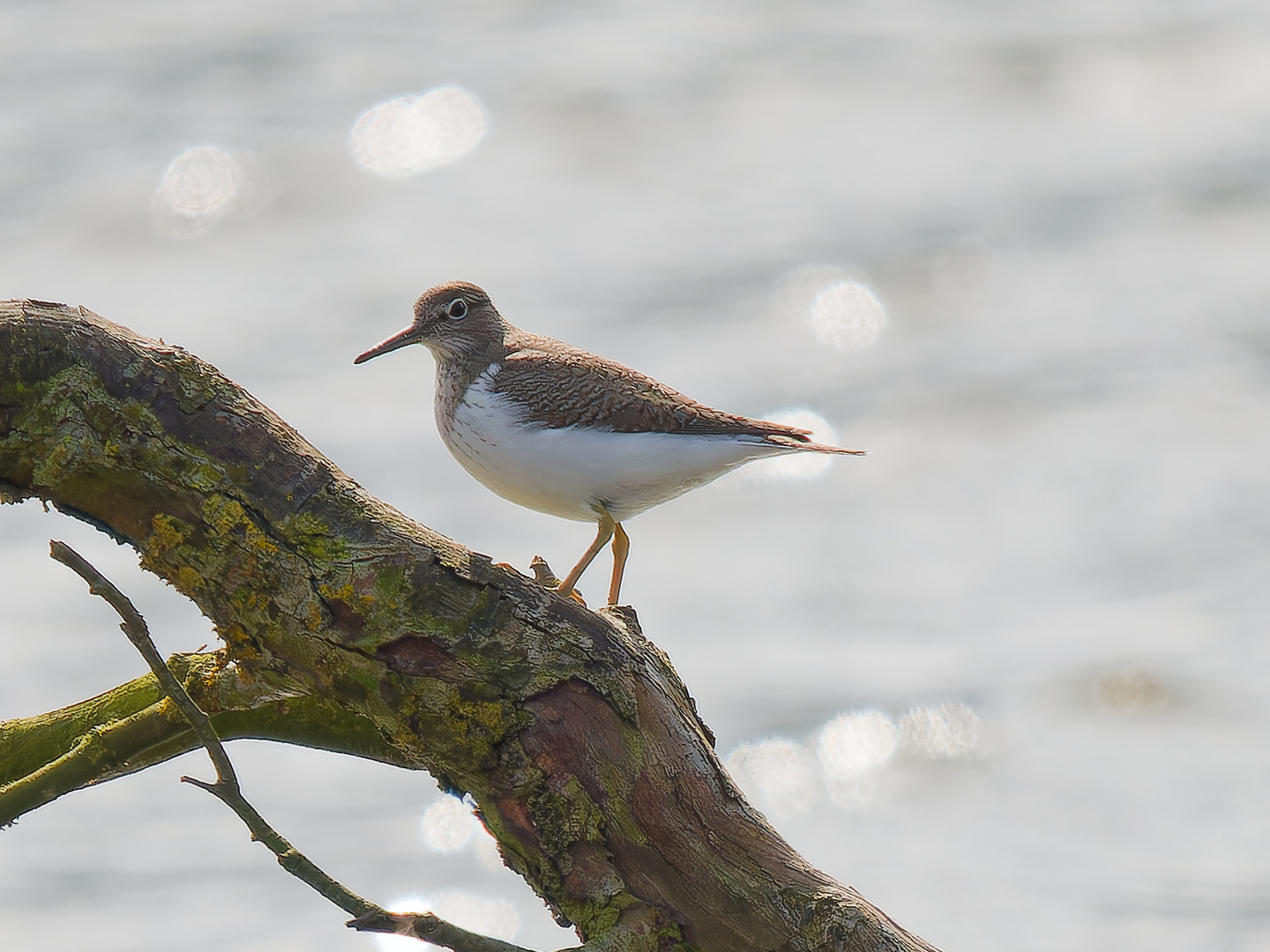 Strandläufer