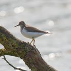 Strandläufer