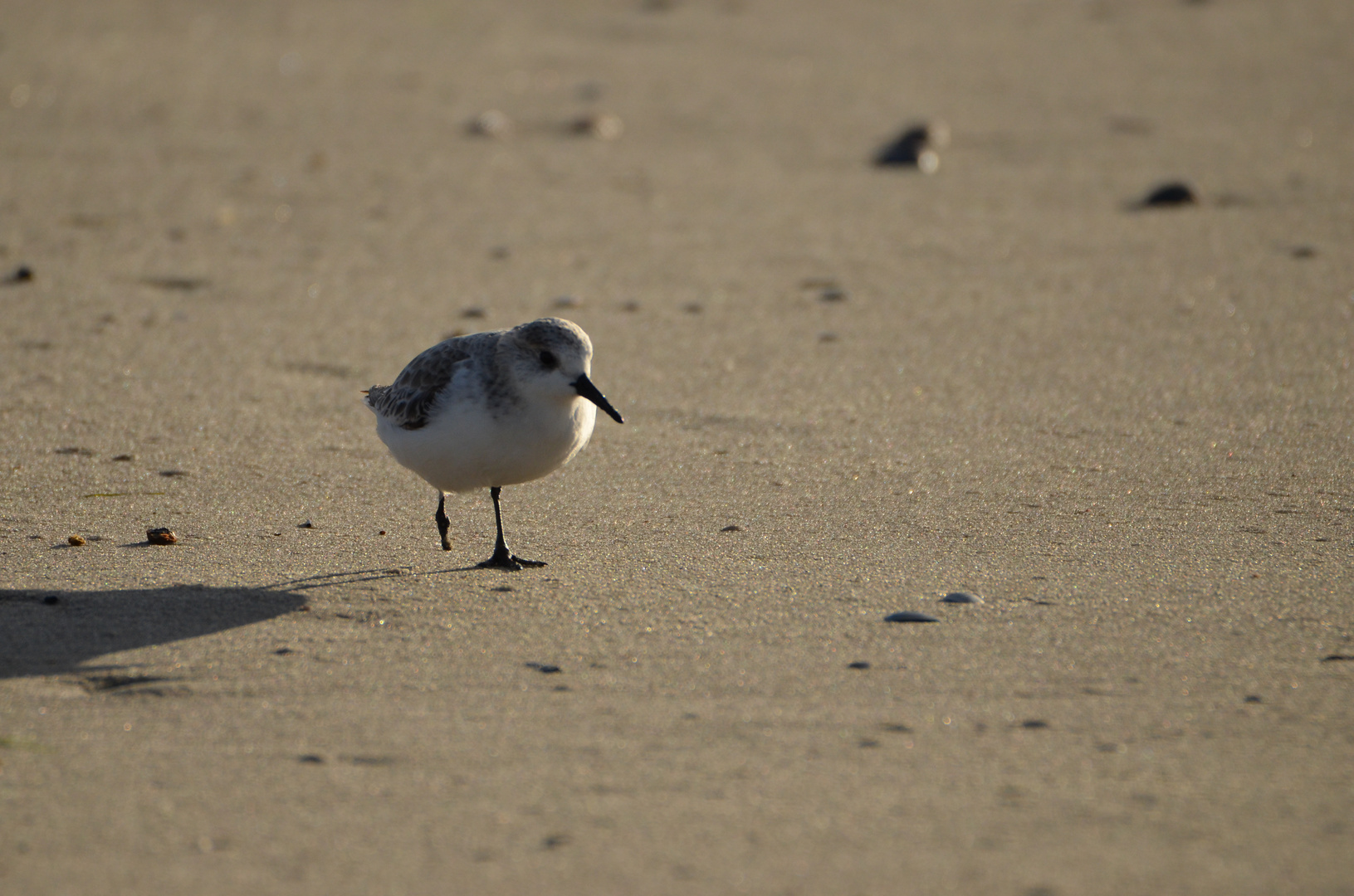 Strandläufer