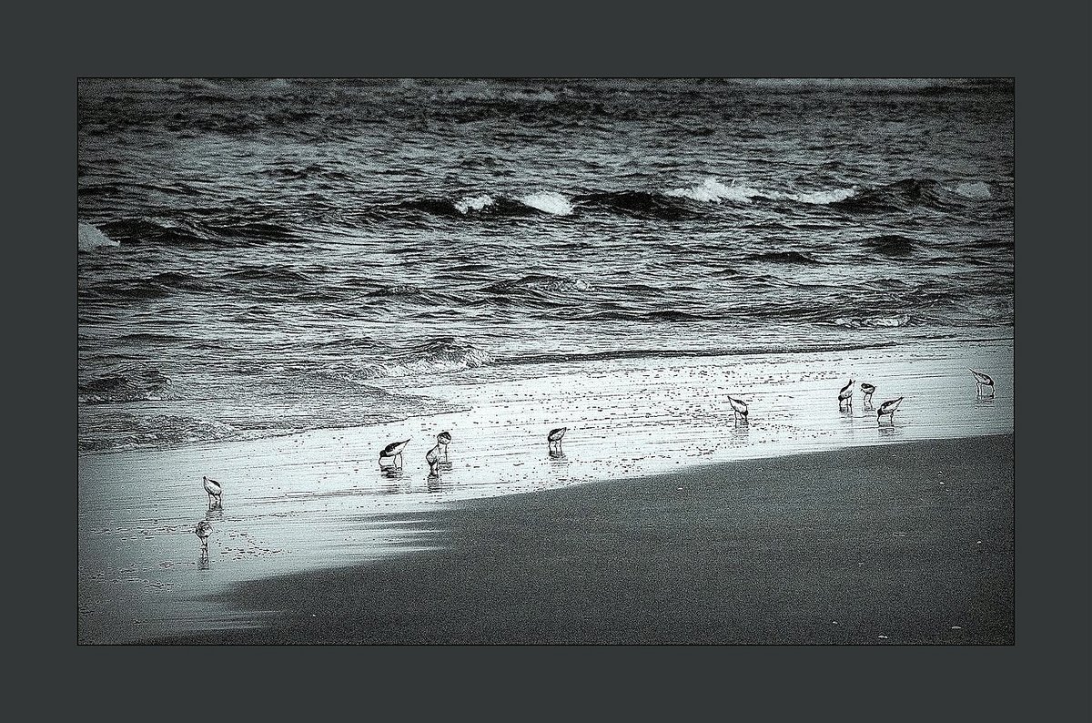 ... Strandläufer ...