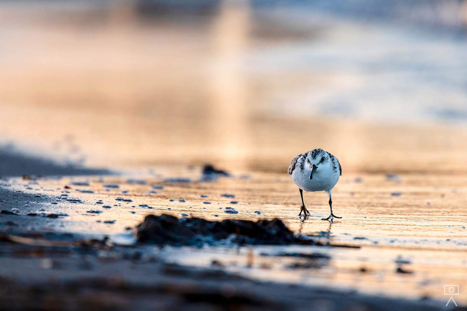 Strandläufer