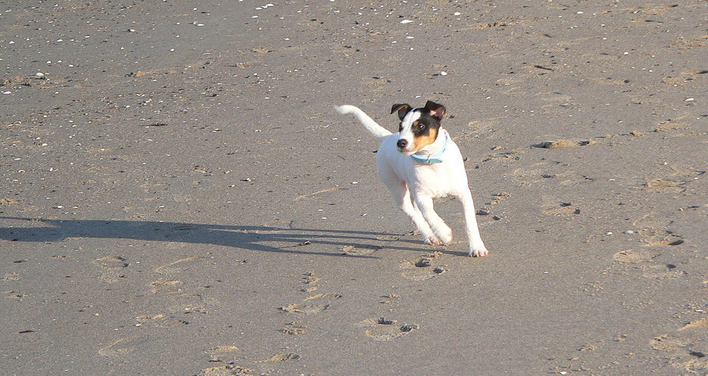 Strandläufer