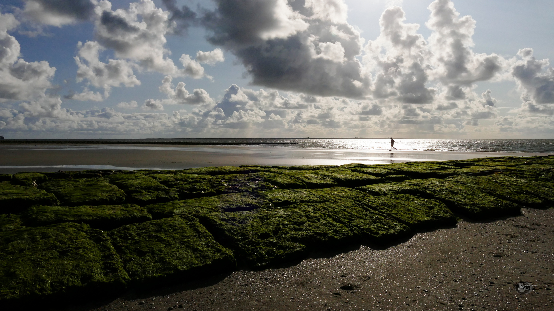 Strandläufer