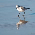 Strandläufer