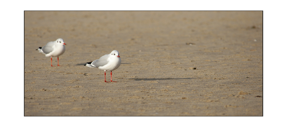 strandläufer